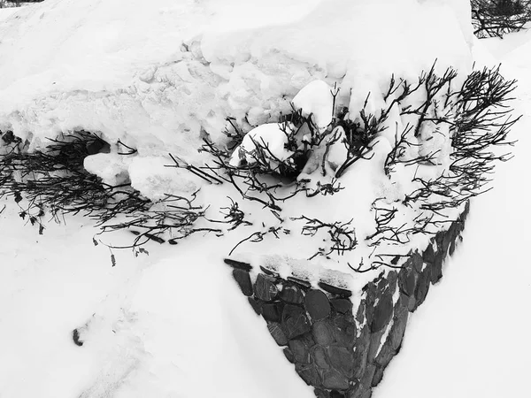 Hermosos arbustos en la nieve con una escalera después de una nevada en invierno —  Fotos de Stock