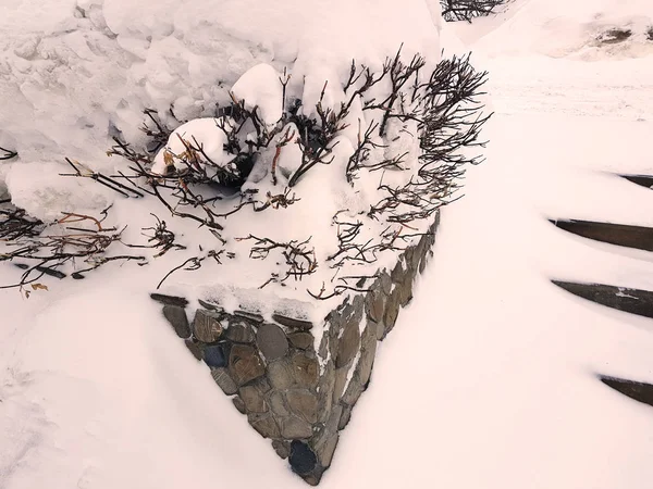 Mooie struiken in de sneeuw met een ladder na een sneeuwval in de winter — Stockfoto