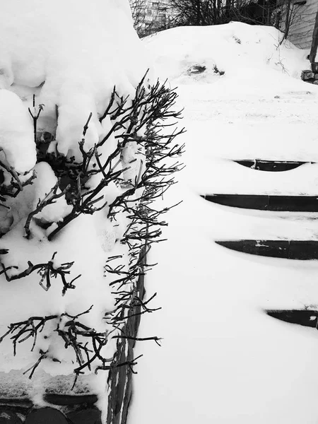 Hermosos arbustos en la nieve con una escalera después de una nevada en invierno —  Fotos de Stock