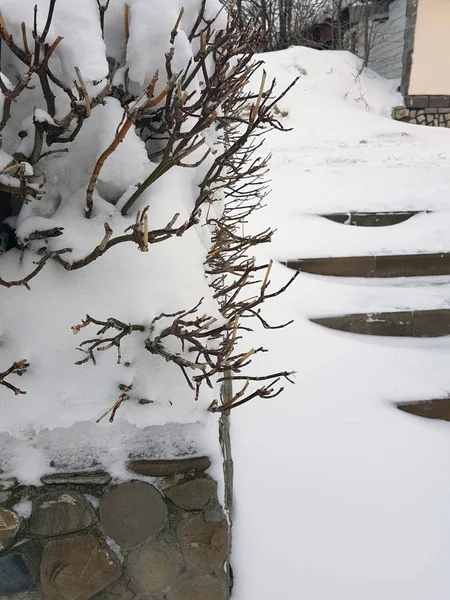 Schöne Büsche im Schnee mit einer Leiter nach einem Schneefall im Winter — Stockfoto