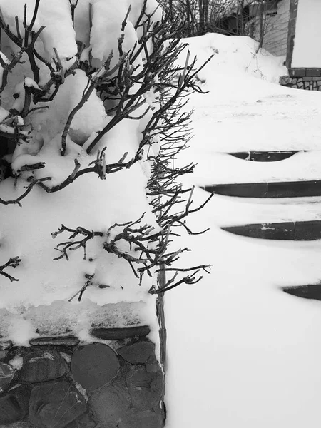 Vackra buskar i snön med en stege efter ett snöfall på vintern — Stockfoto