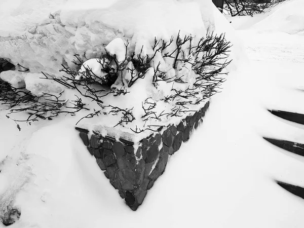 Hermosos arbustos en la nieve con una escalera después de una nevada en invierno —  Fotos de Stock
