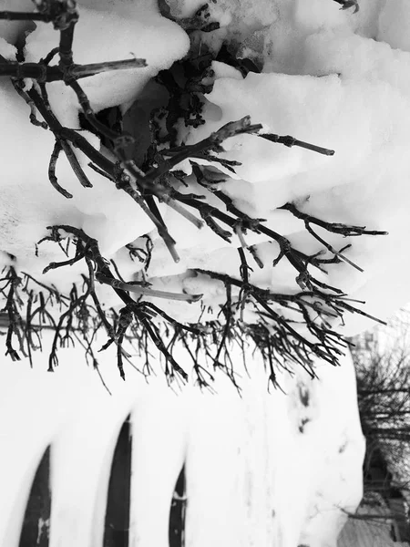 Mooie struiken in de sneeuw met een ladder na een sneeuwval in de winter — Stockfoto