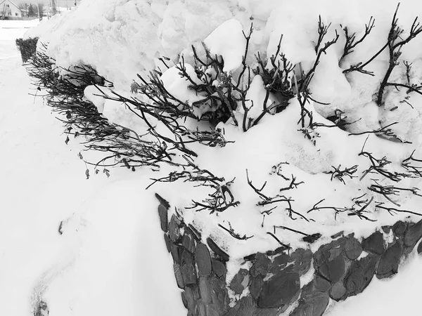 Mooie struiken in de sneeuw met een ladder na een sneeuwval in de winter — Stockfoto