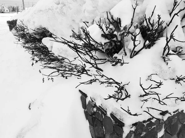 Vackra buskar i snön med en stege efter ett snöfall på vintern — Stockfoto