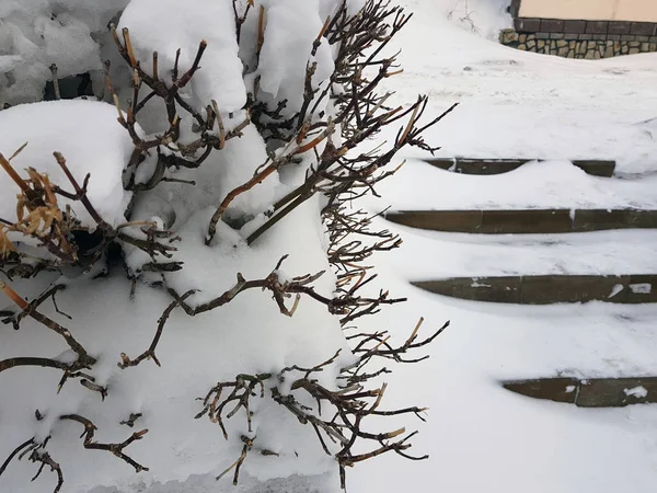 Krásné keře s žebříkem po sněhu v zimě na sněhu — Stock fotografie