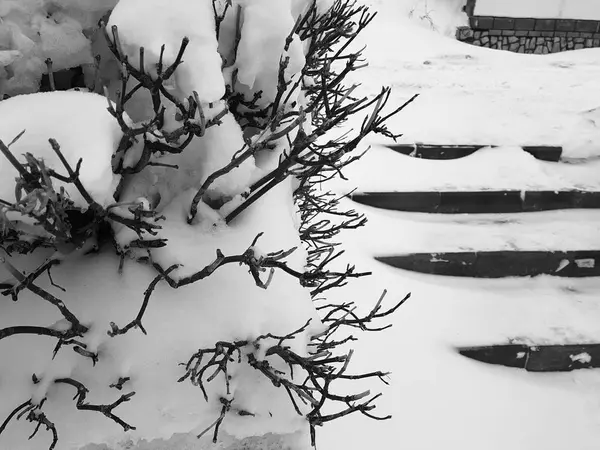 Belos arbustos na neve com uma escada depois de uma queda de neve no inverno — Fotografia de Stock