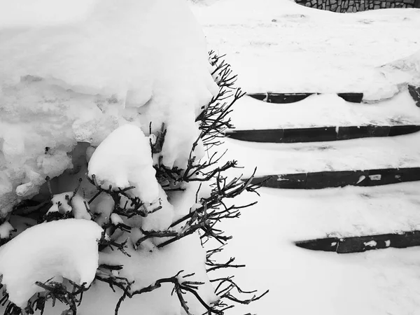 Belos arbustos na neve com uma escada depois de uma queda de neve no inverno — Fotografia de Stock