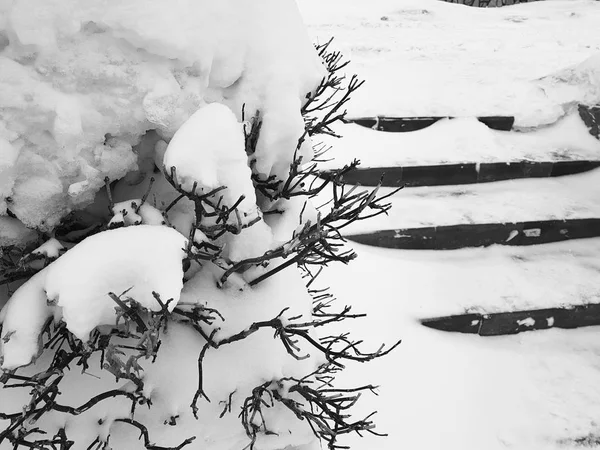 Όμορφους θάμνους στο χιόνι με μια σκάλα μετά από χιονοπτώσεις το χειμώνα — Φωτογραφία Αρχείου