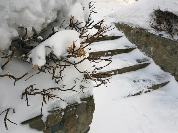 Mooie struiken in de sneeuw met een ladder na een sneeuwval in de winter — Stockfoto