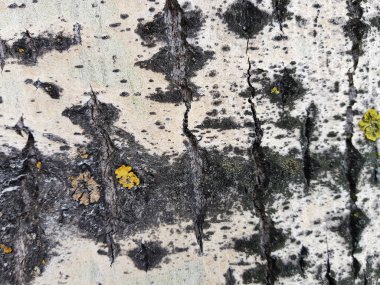 Ağaç kabuğu moss ve kalıp ile güzel dokusu