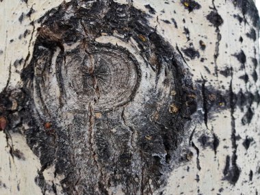 Ağaç kabuğu moss ve kalıp ile güzel dokusu