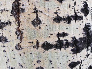 Ağaç kabuğu moss ve kalıp ile güzel dokusu