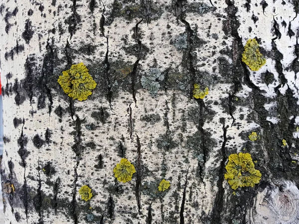 Belle texture d'écorce d'arbre avec mousse et moisissure — Photo