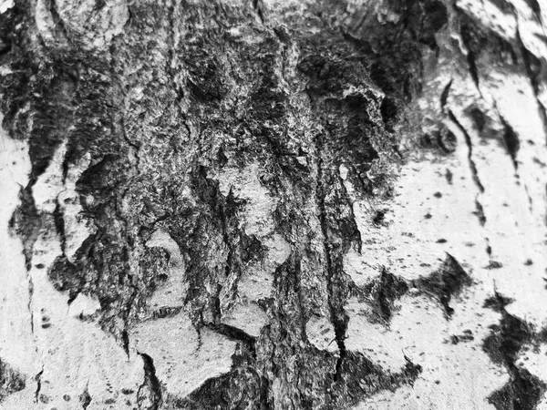 Belle texture d'écorce d'arbre avec mousse et moisissure — Photo