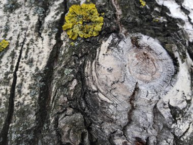 Ağaç kabuğu moss ve kalıp ile güzel dokusu