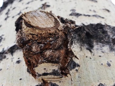 Ağaç kabuğu moss ve kalıp ile güzel dokusu