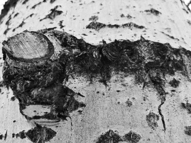 Ağaç kabuğu moss ve kalıp ile güzel dokusu