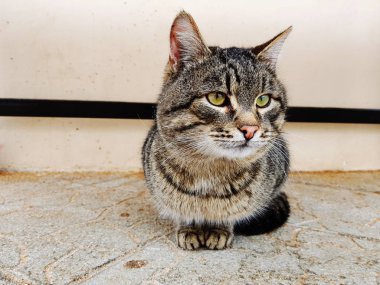 Sokakta oturan güzel çizgili kedi.