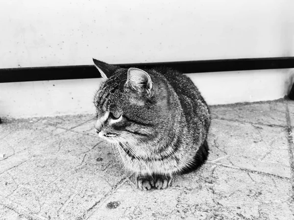 Hermoso gato rayado sentado en la calle . — Foto de Stock