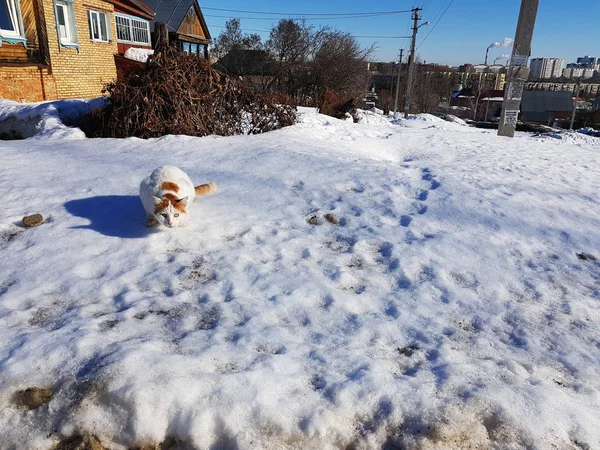 De kat bereidt om te springen in de sneeuw in het voorjaar of de winter — Stockfoto