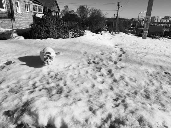 El gato se prepara para saltar en la nieve en primavera o invierno —  Fotos de Stock