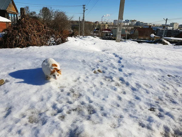 El gato se prepara para saltar en la nieve en primavera o invierno —  Fotos de Stock
