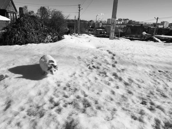 Кіт готується стрибати на снігу навесні або взимку — стокове фото