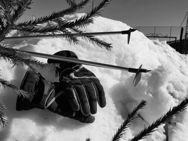 Kış veya ilkbahar aylarında ağacın altında karla kaplı Kayak eldivenleri, kayaklar ve kayak direkleri