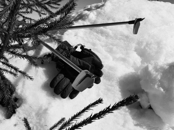 Kış veya ilkbahar aylarında ağacın altında karla kaplı Kayak eldivenleri, kayaklar ve kayak direkleri