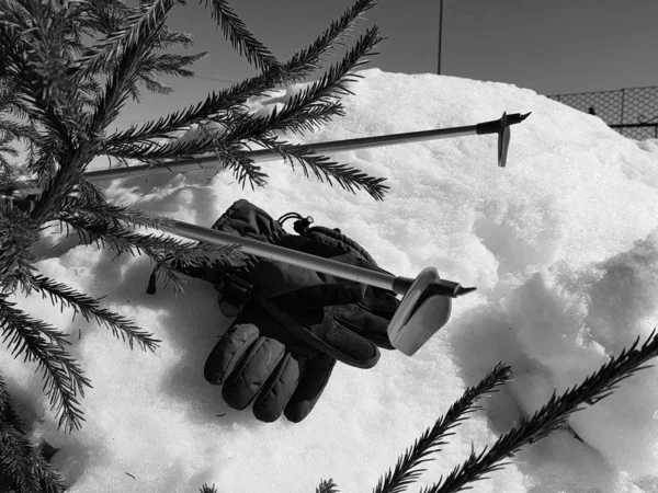 Kış veya ilkbahar aylarında ağacın altında karla kaplı Kayak eldivenleri, kayaklar ve kayak direkleri