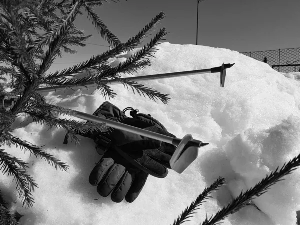 Kış veya ilkbahar aylarında ağacın altında karla kaplı Kayak eldivenleri, kayaklar ve kayak direkleri