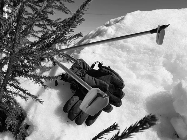 Kış veya ilkbahar aylarında ağacın altında karla kaplı Kayak eldivenleri, kayaklar ve kayak direkleri