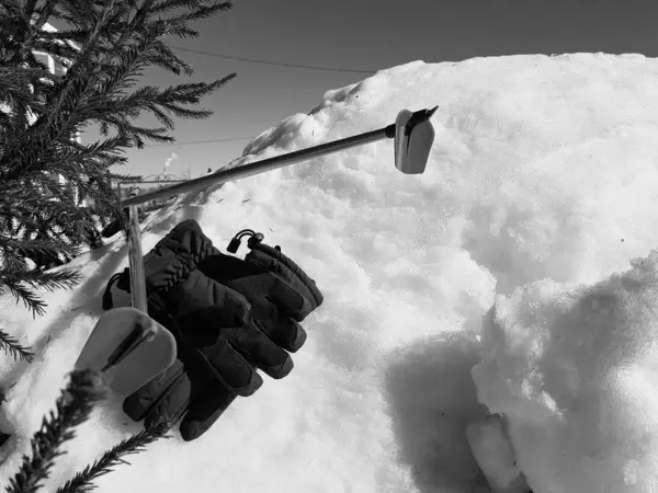 Kış veya ilkbahar aylarında ağacın altında karla kaplı Kayak eldivenleri, kayaklar ve kayak direkleri