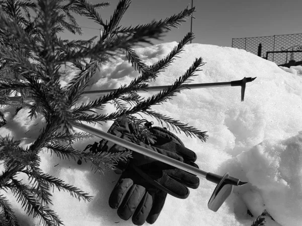 Kış veya ilkbahar aylarında ağacın altında karla kaplı Kayak eldivenleri, kayaklar ve kayak direkleri