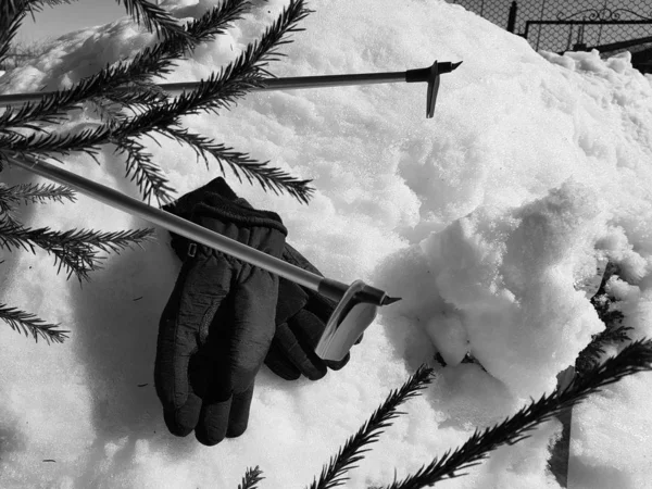 Rękawice narciarskie, narty i kijki narciarskie na śniegu pod drzewem zimą lub wiosną — Zdjęcie stockowe