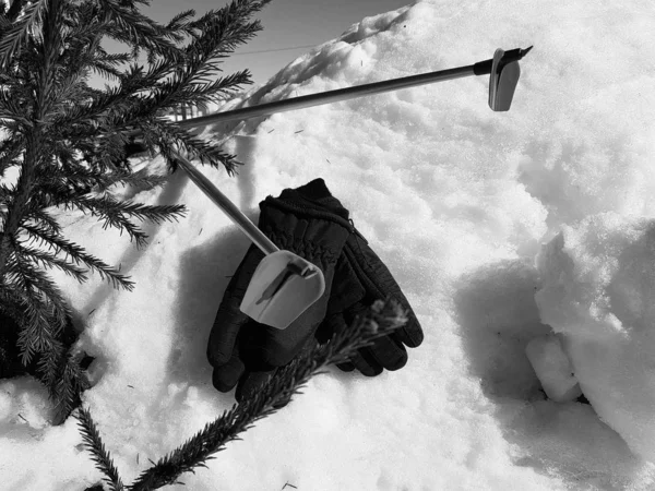 Ski gloves, skis and ski poles in the snow under the tree in winter or spring