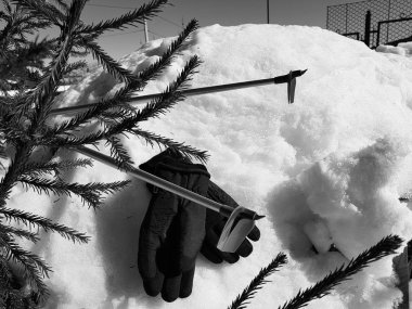 Kış veya ilkbahar aylarında ağacın altında karla kaplı Kayak eldivenleri, kayaklar ve kayak direkleri