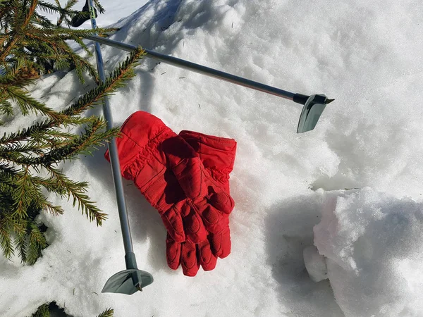 Ski gloves, skis and ski poles in the snow under the tree in winter or spring