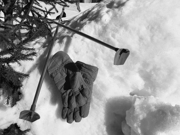 Ski gloves, skis and ski poles in the snow under the tree in winter or spring