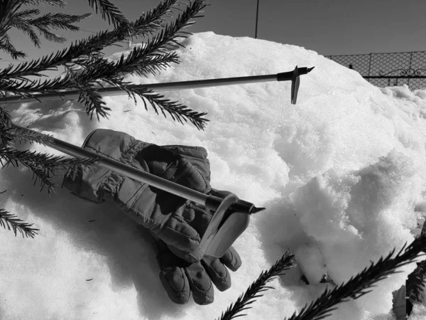 Kış veya ilkbahar aylarında ağacın altında karla kaplı Kayak eldivenleri, kayaklar ve kayak direkleri