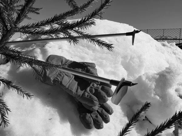 Ski gloves, skis and ski poles in the snow under the tree in winter or spring