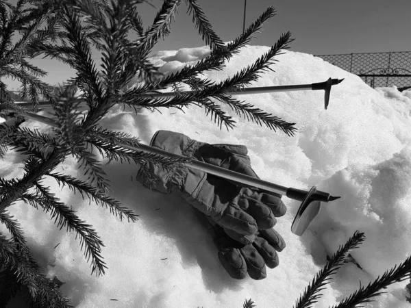 Lyžařské rukavice, lyže a lyžařské tyče ve sněhu pod stromem v zimě nebo na jaře — Stock fotografie