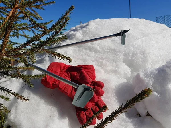 Ski gloves, skis and ski poles in the snow under the tree in winter or spring