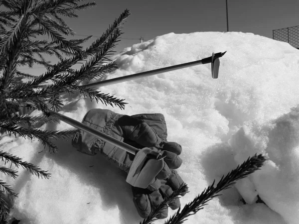 Ski gloves, skis and ski poles in the snow under the tree in winter or spring