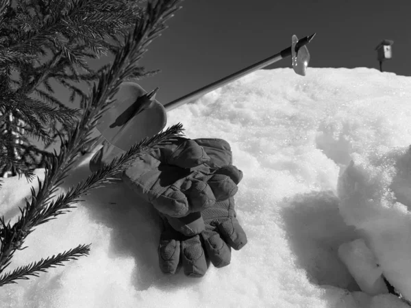 Kış veya ilkbahar aylarında ağacın altında karla kaplı Kayak eldivenleri, kayaklar ve kayak direkleri