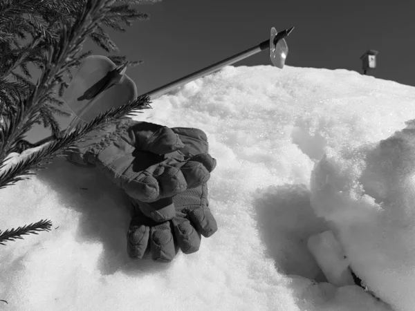 Kış veya ilkbahar aylarında ağacın altında karla kaplı Kayak eldivenleri, kayaklar ve kayak direkleri
