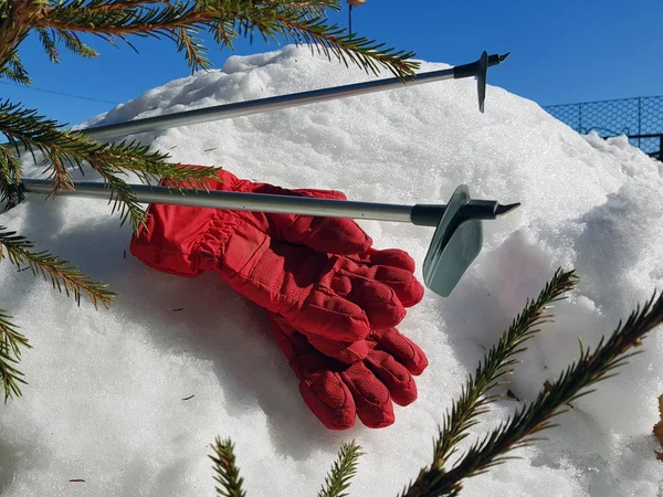 Ski gloves, skis and ski poles in the snow under the tree in winter or spring