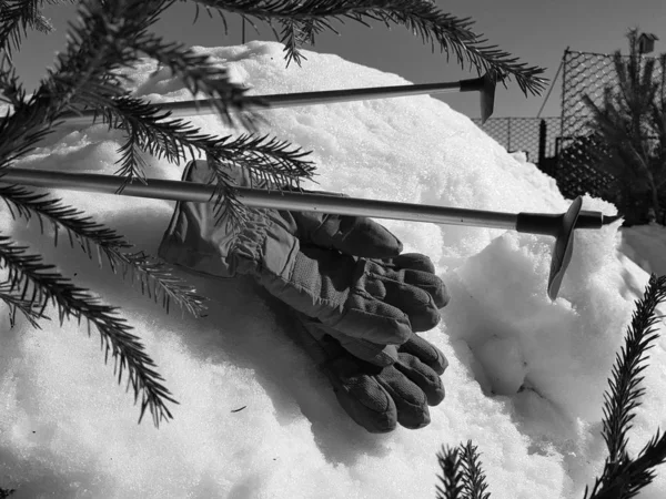 Ski gloves, skis and ski poles in the snow under the tree in winter or spring