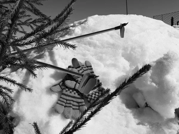 Ski gloves, skis and ski poles in the snow under the tree in winter or spring